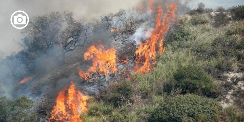 Incendi boschivi, sottoscritto accordo tra Regione Puglia e Carabinieri  forestali per contrastarli